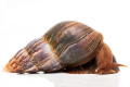 Lissachatina fulica Madagascar adult